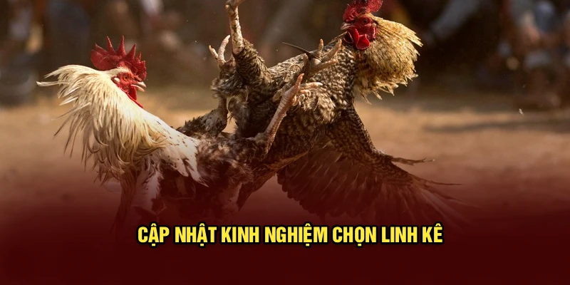 Cập nhật kinh nghiệm chọn linh kê