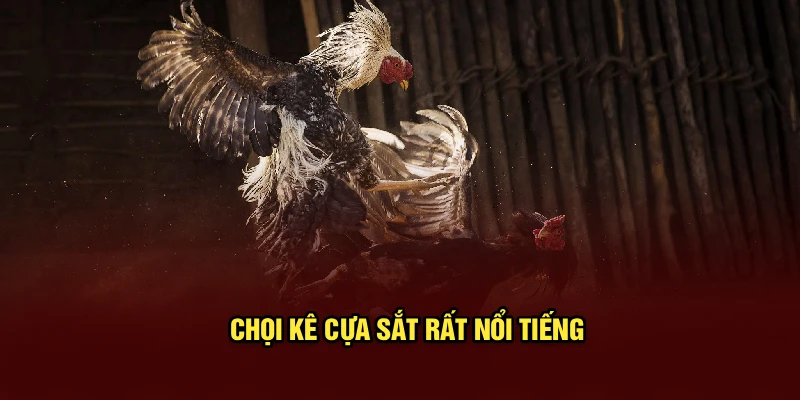 Chọi kê cựa sắt rất nổi tiếng