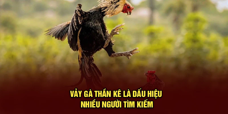 Vảy gà thần kê là dấu hiệu nhiều người tìm kiếm